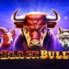 Black Bull